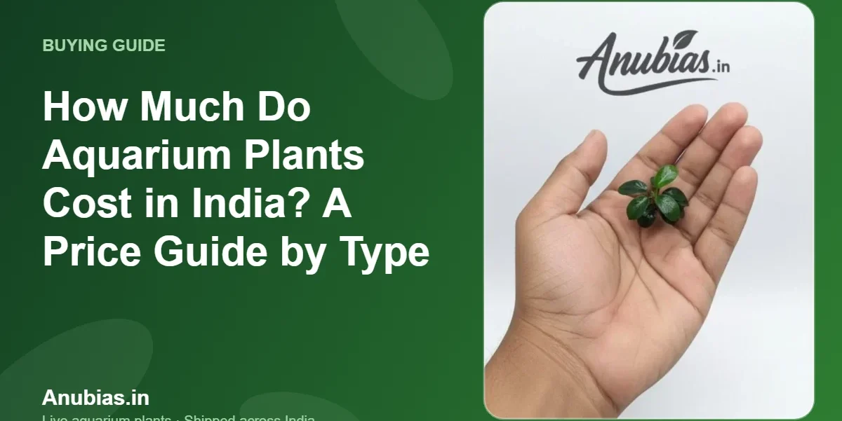 How Much Do Aquarium Plants Cost in India? A Price Guide by Type – Anubias.in