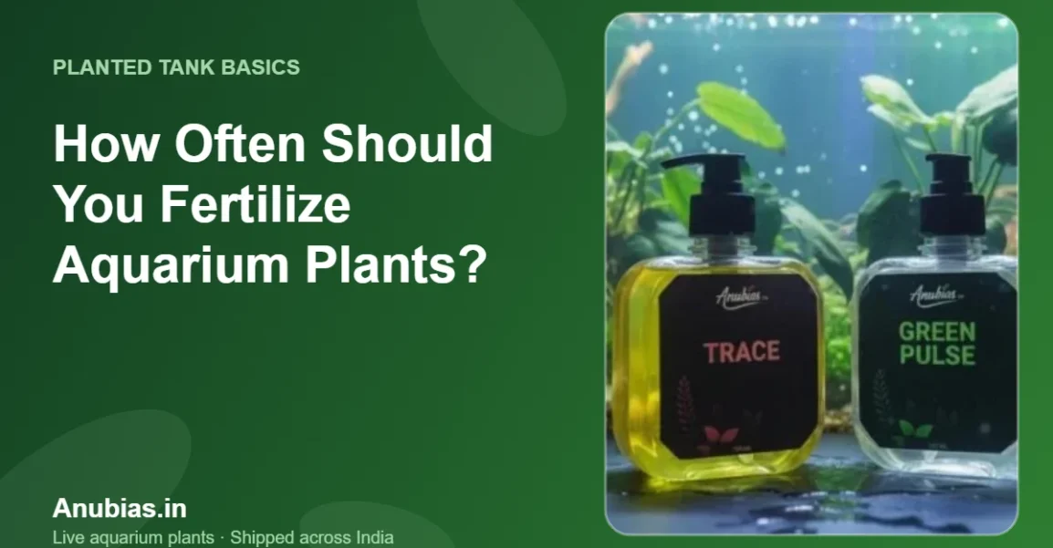 How Often Should You Fertilize Aquarium Plants? – Anubias.in