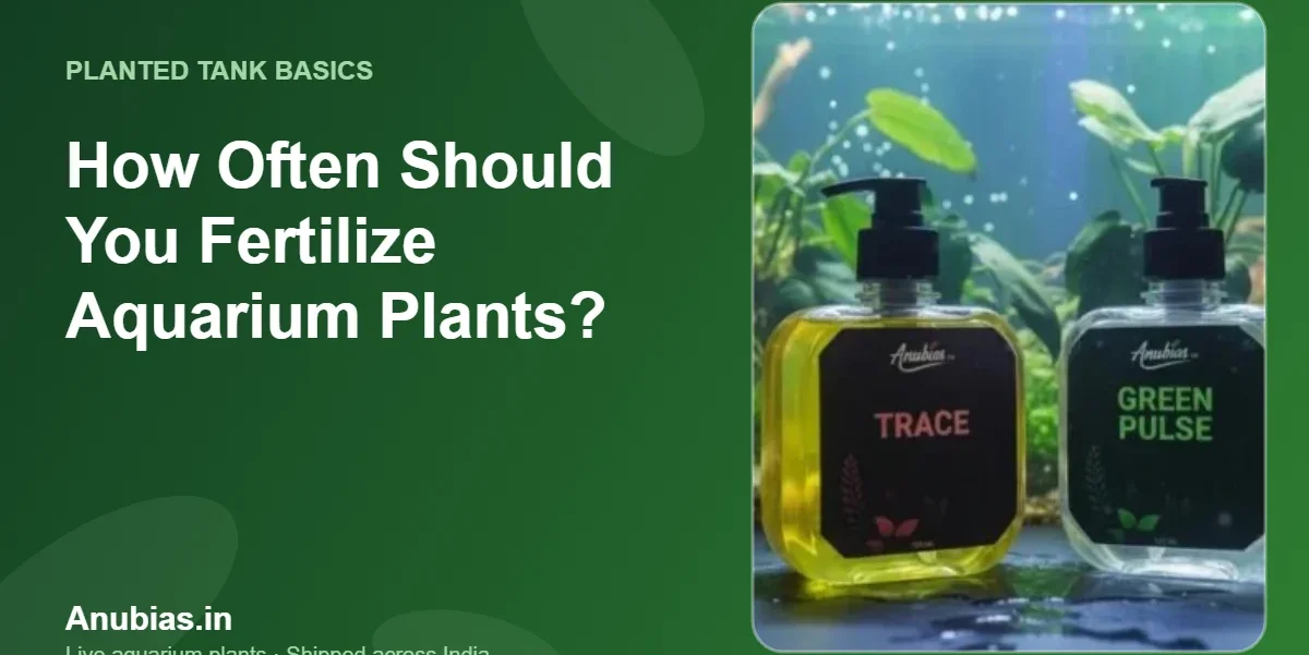 How Often Should You Fertilize Aquarium Plants? – Anubias.in
