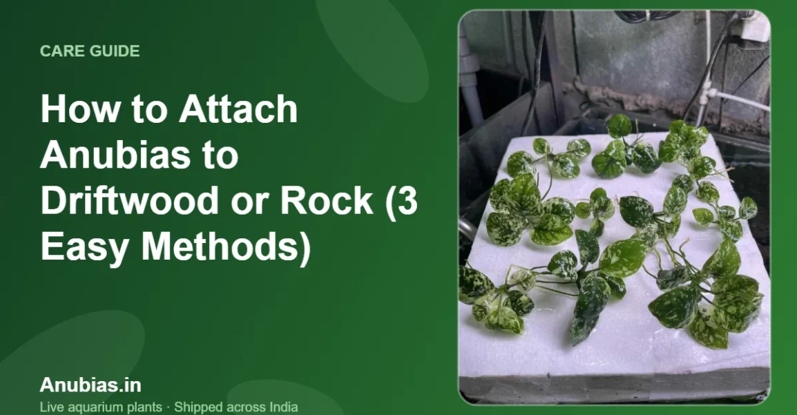 How to Attach Anubias to Driftwood or Rock (3 Easy Methods) – Anubias.in