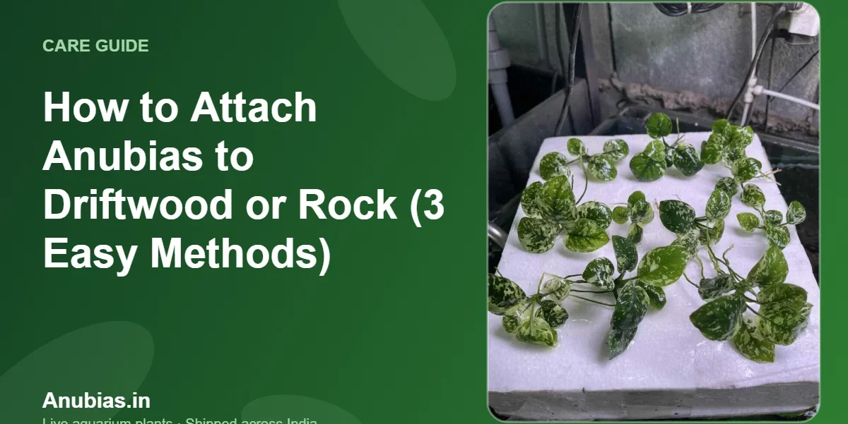How to Attach Anubias to Driftwood or Rock (3 Easy Methods) – Anubias.in