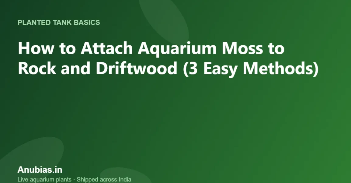 How to Attach Aquarium Moss to Rock and Driftwood (3 Easy Methods) – Anubias.in