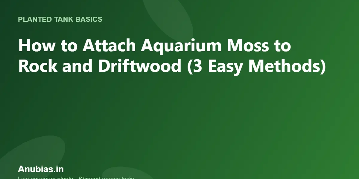 How to Attach Aquarium Moss to Rock and Driftwood (3 Easy Methods) – Anubias.in