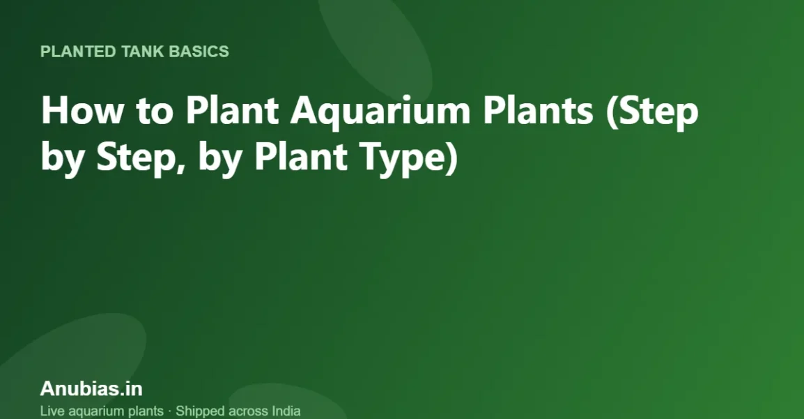 How to Plant Aquarium Plants (Step by Step, by Plant Type) – Anubias.in