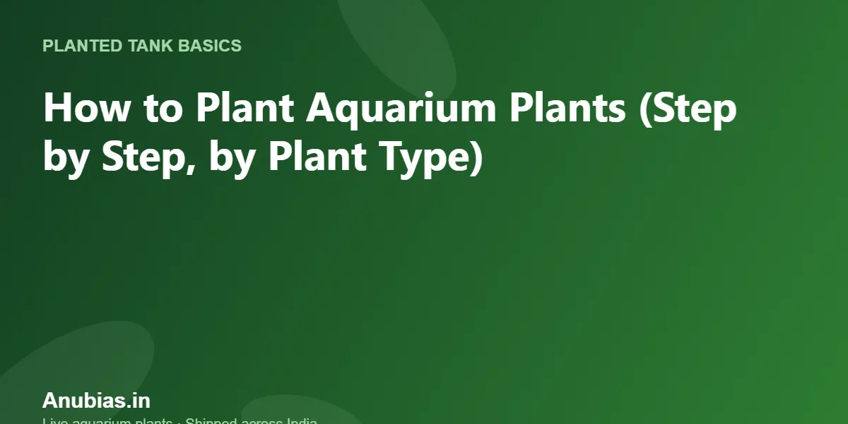 How to Plant Aquarium Plants (Step by Step, by Plant Type) – Anubias.in