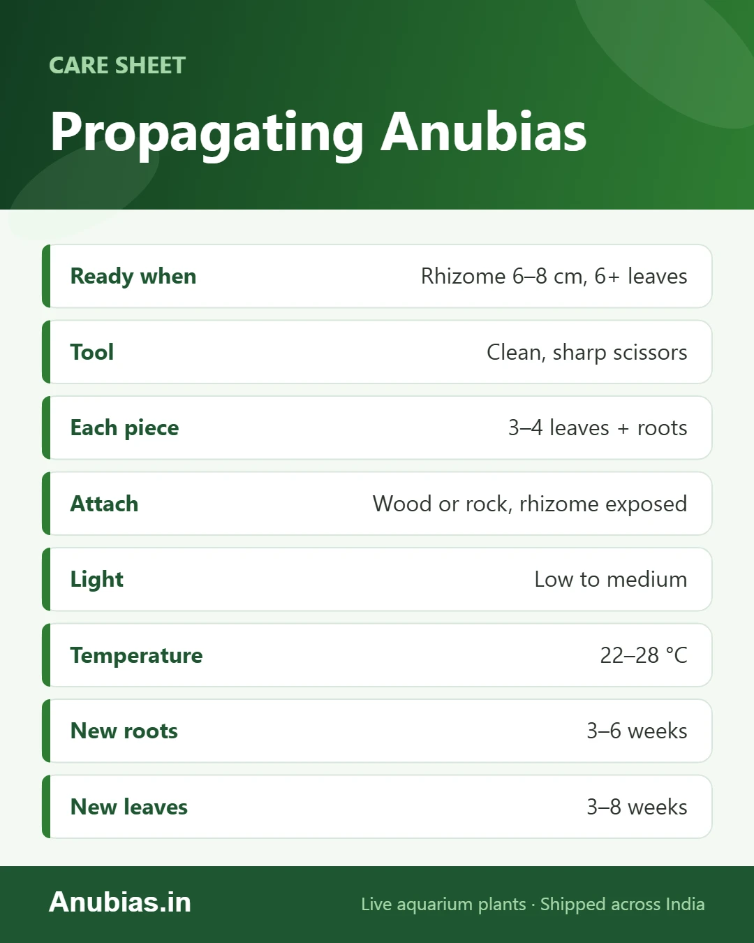 Anubias propagation cheat sheet: when to cut, tools, piece size, attaching, light and timing