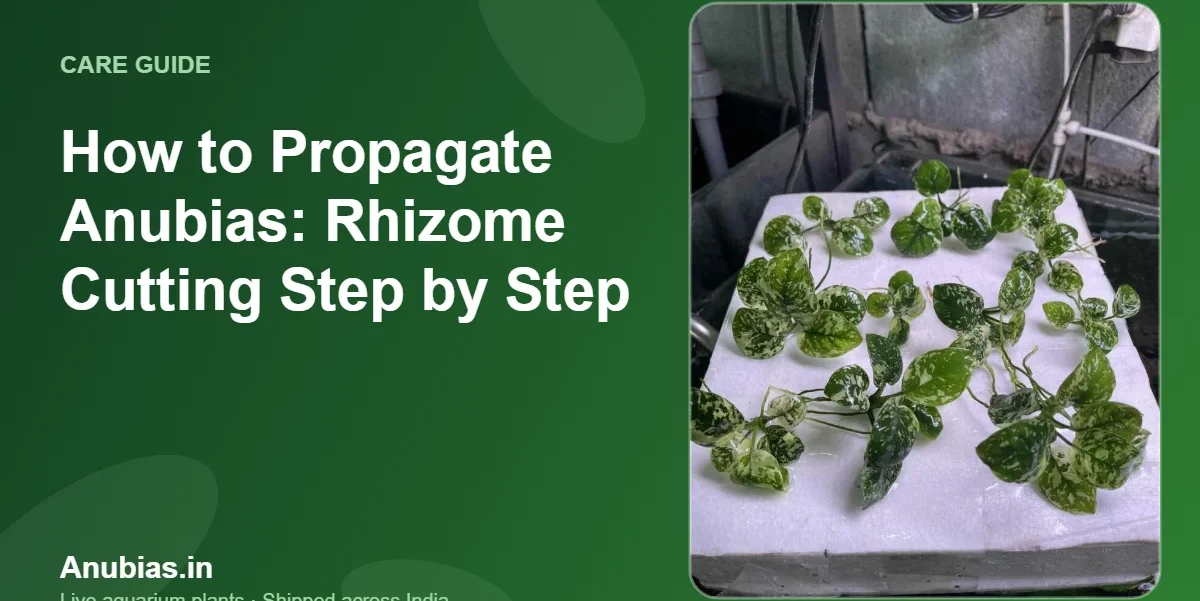 How to propagate Anubias by rhizome cutting – Anubias.in