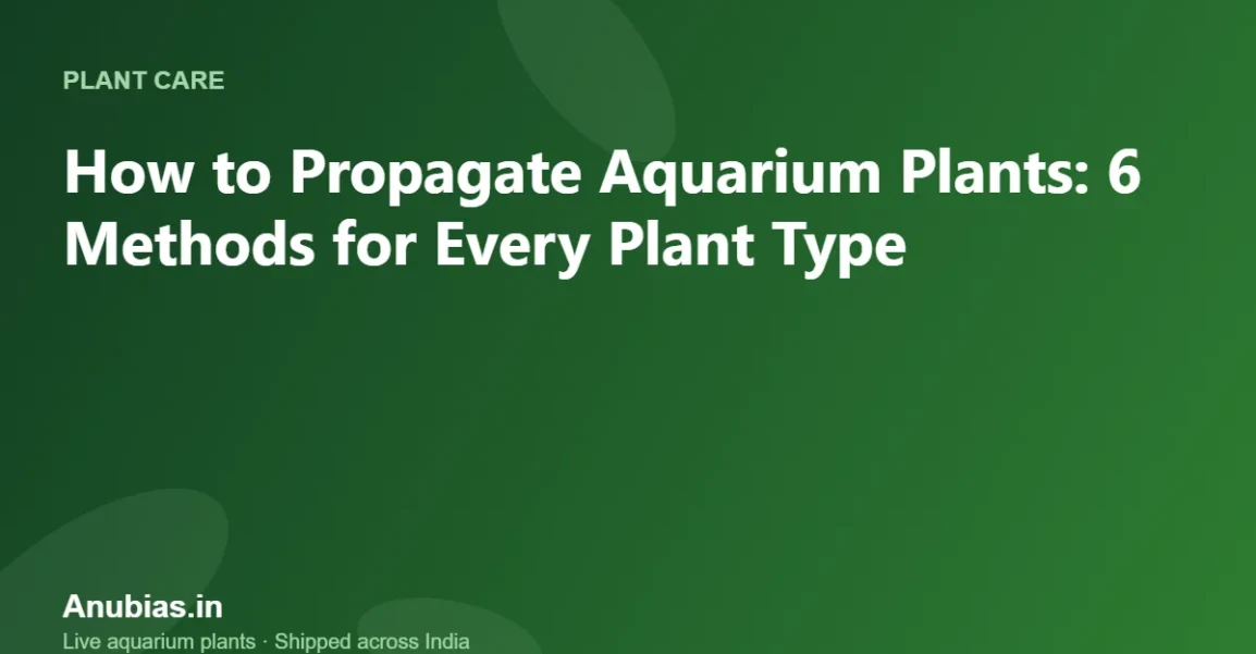 How to Propagate Aquarium Plants: 6 Methods for Every Plant Type – Anubias.in