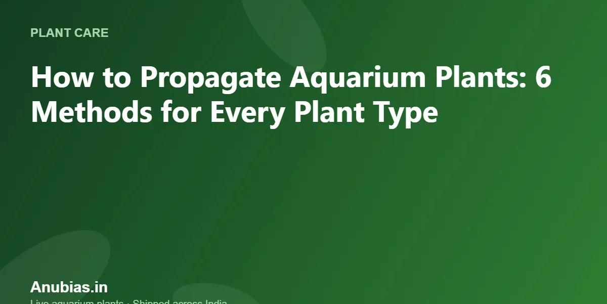 How to Propagate Aquarium Plants: 6 Methods for Every Plant Type – Anubias.in