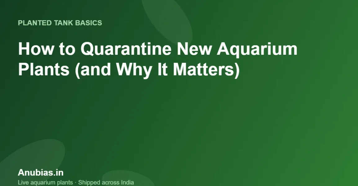 How to Quarantine New Aquarium Plants (and Why It Matters) – Anubias.in