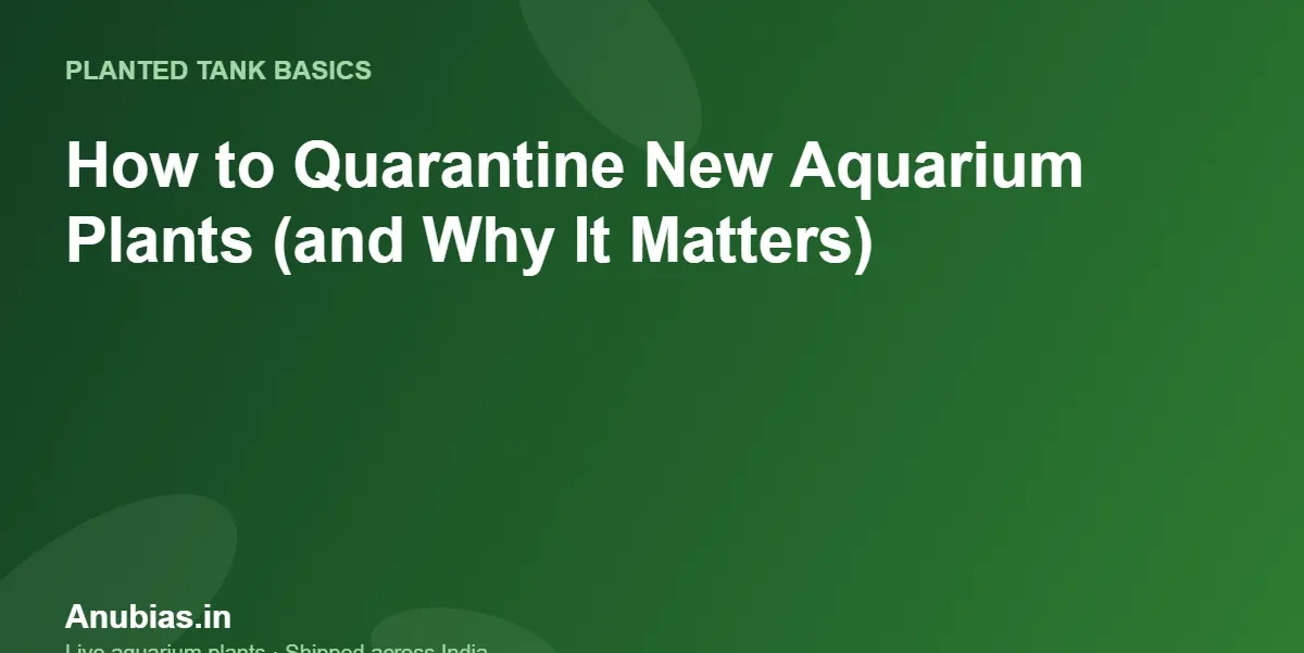 How to Quarantine New Aquarium Plants (and Why It Matters) – Anubias.in
