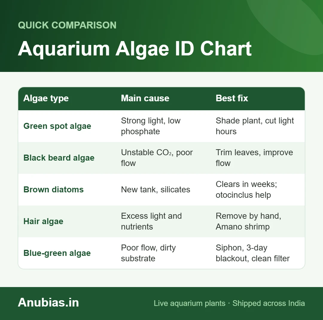 Aquarium Algae ID Chart chart: Main cause, Best fix compared