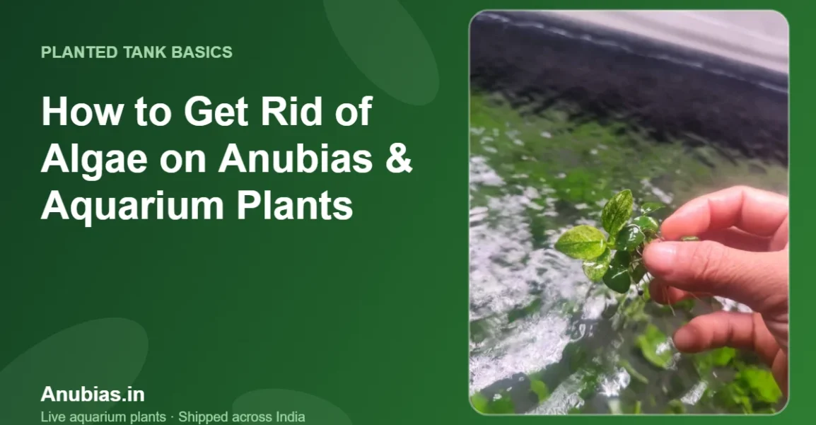 How to Get Rid of Algae on Anubias & Aquarium Plants – Anubias.in