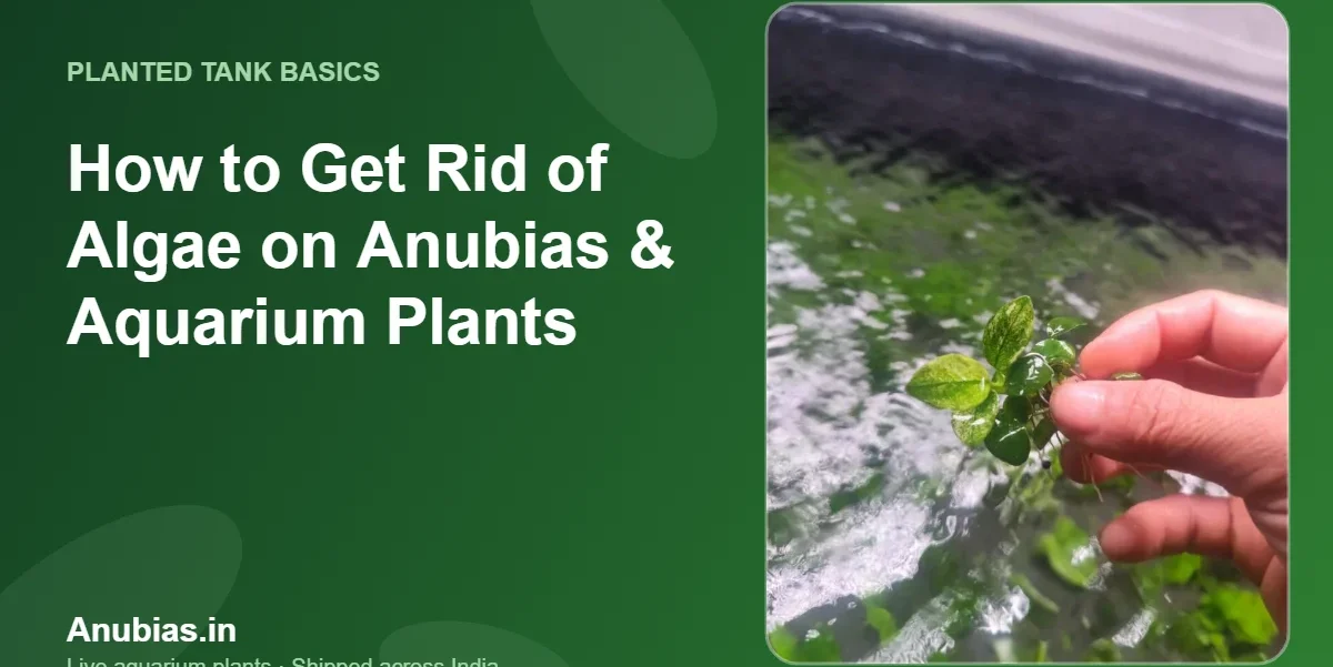 How to Get Rid of Algae on Anubias & Aquarium Plants – Anubias.in