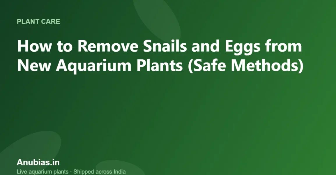 How to Remove Snails and Eggs from New Aquarium Plants (Safe Methods) – Anubias.in