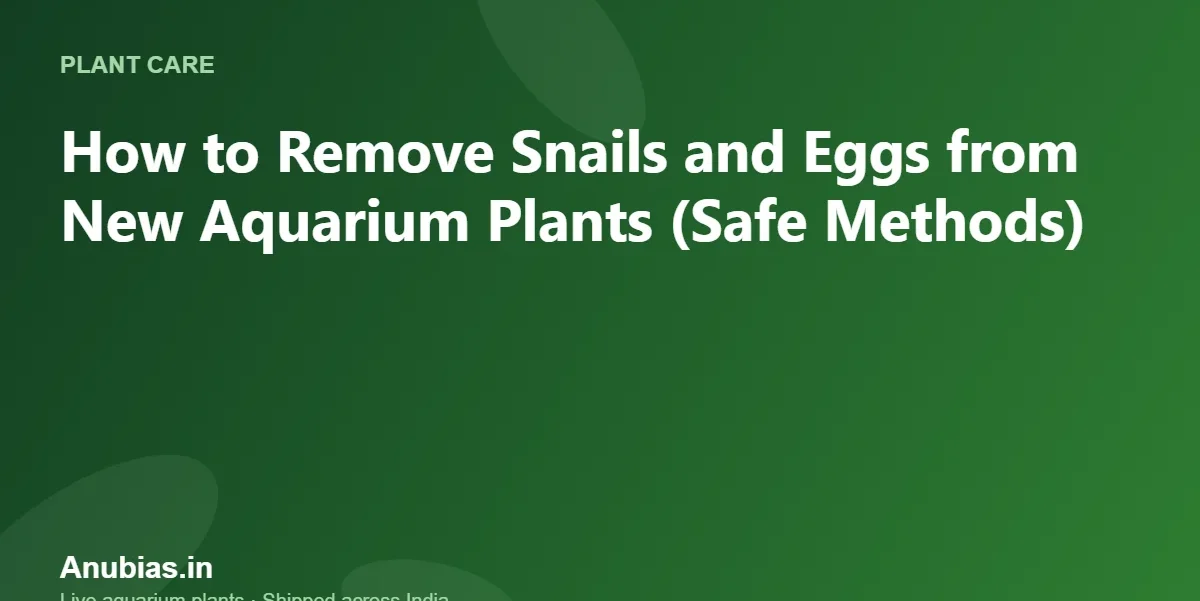 How to Remove Snails and Eggs from New Aquarium Plants (Safe Methods) – Anubias.in