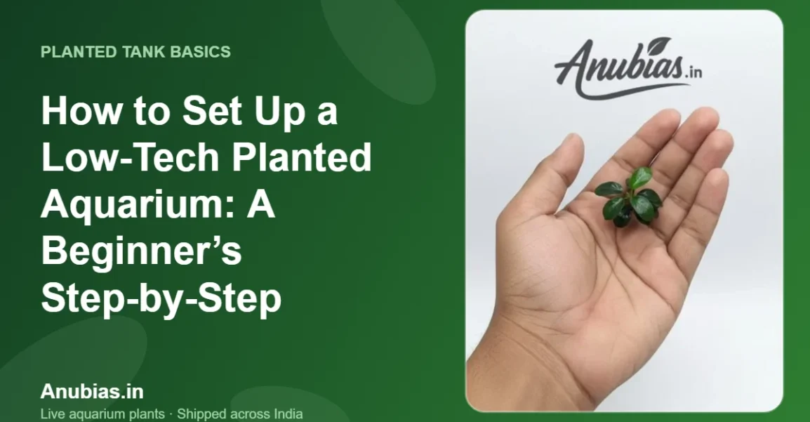 How to Set Up a Low-Tech Planted Aquarium: A Beginner’s Step-by-Step – Anubias.in