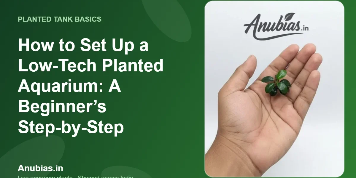 How to Set Up a Low-Tech Planted Aquarium: A Beginner’s Step-by-Step – Anubias.in