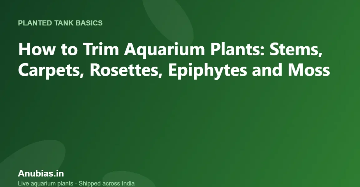 How to Trim Aquarium Plants: Stems, Carpets, Rosettes, Epiphytes and Moss – Anubias.in