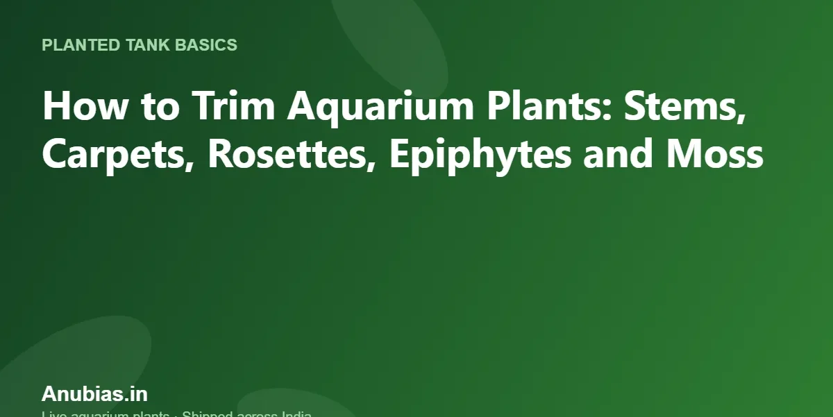 How to Trim Aquarium Plants: Stems, Carpets, Rosettes, Epiphytes and Moss – Anubias.in