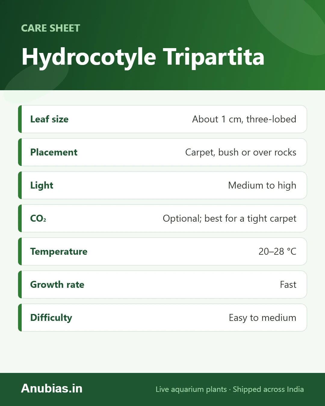 Hydrocotyle Tripartita care sheet: Leaf size, Placement, Light, CO₂ and more