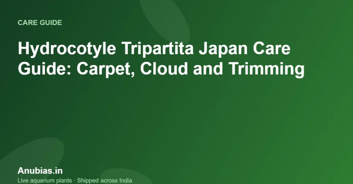 Hydrocotyle Tripartita Japan Care Guide: Carpet, Cloud and Trimming – Anubias.in