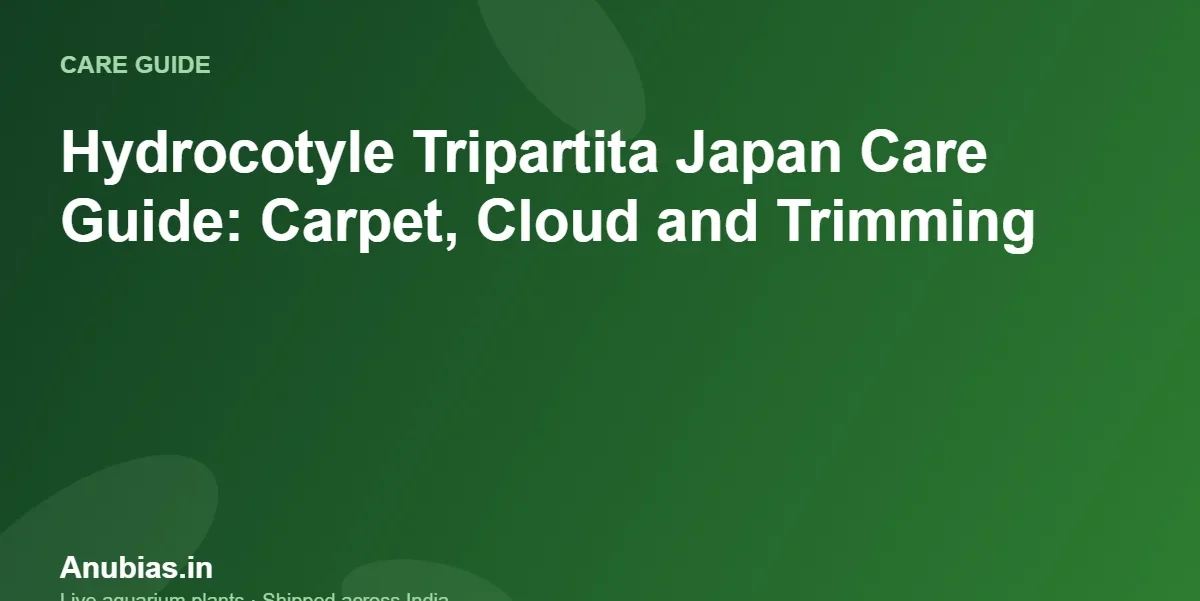 Hydrocotyle Tripartita Japan Care Guide: Carpet, Cloud and Trimming – Anubias.in