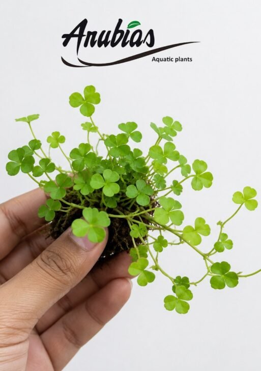 Hydrocotyle Tripartita 'Japan'