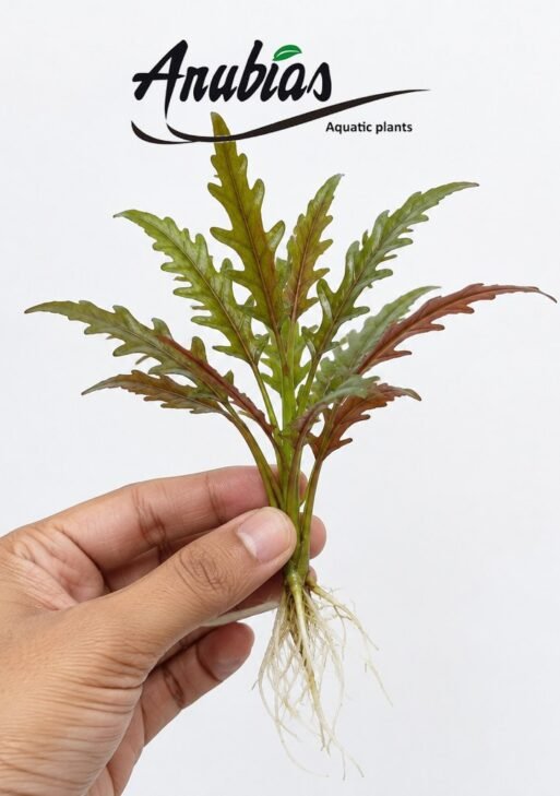 Hygrophila Pinnatifida