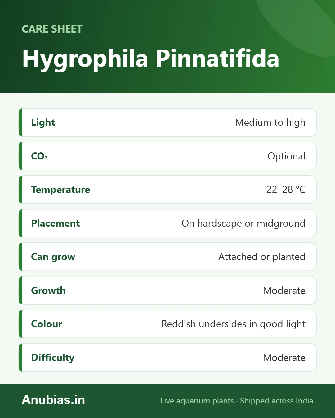Hygrophila Pinnatifida care sheet: Light, CO₂, Placement, Can grow and more