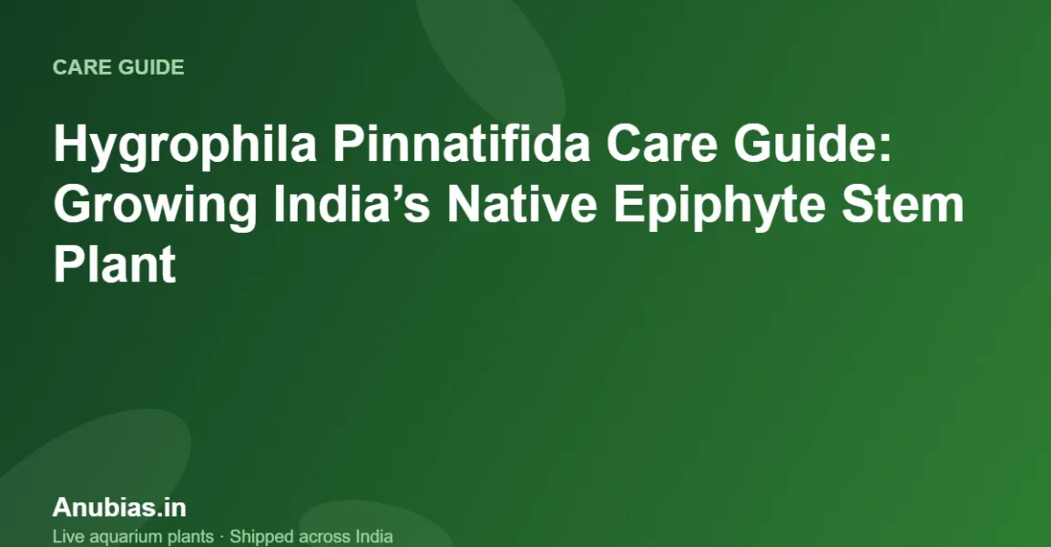 Hygrophila Pinnatifida Care Guide: Growing India’s Native Epiphyte Stem Plant – Anubias.in