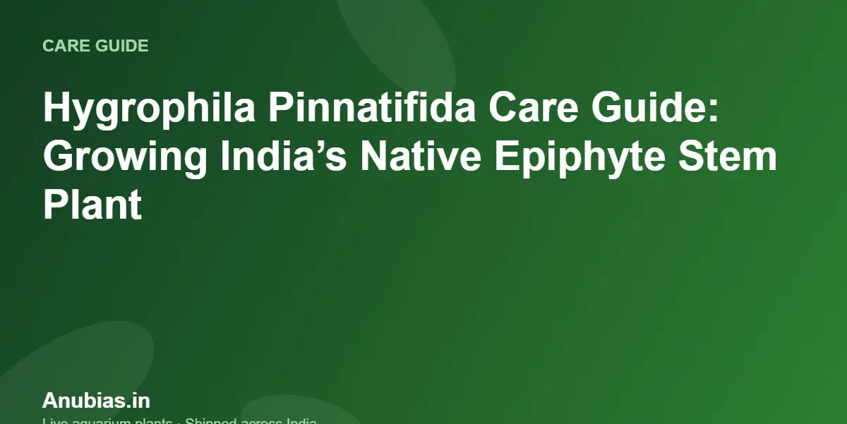 Hygrophila Pinnatifida Care Guide: Growing India’s Native Epiphyte Stem Plant – Anubias.in