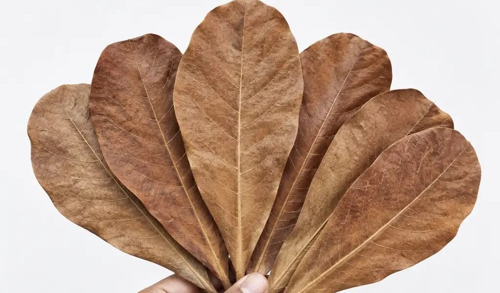 Hand holding dried Indian almond (catappa) leaves for betta tanks – Anubias.in