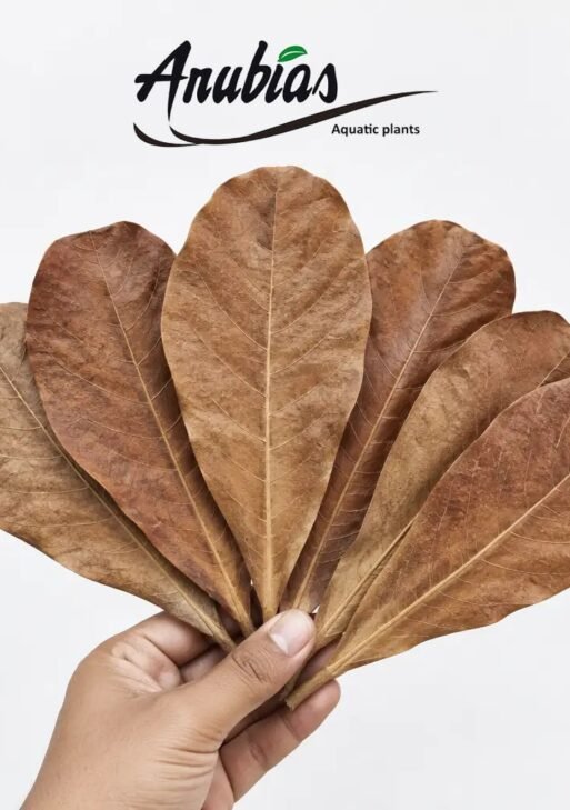 Indian Almond Leaves (Catappa) for Betta Tanks — Pack of 50