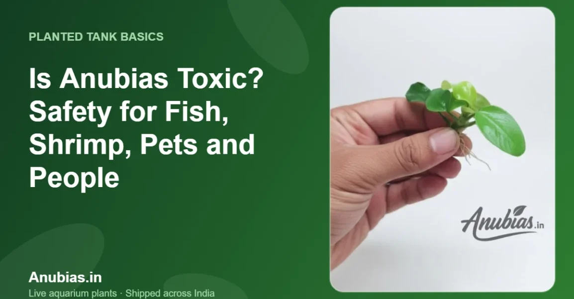 Is Anubias toxic to fish, shrimp, pets and people – Anubias.in