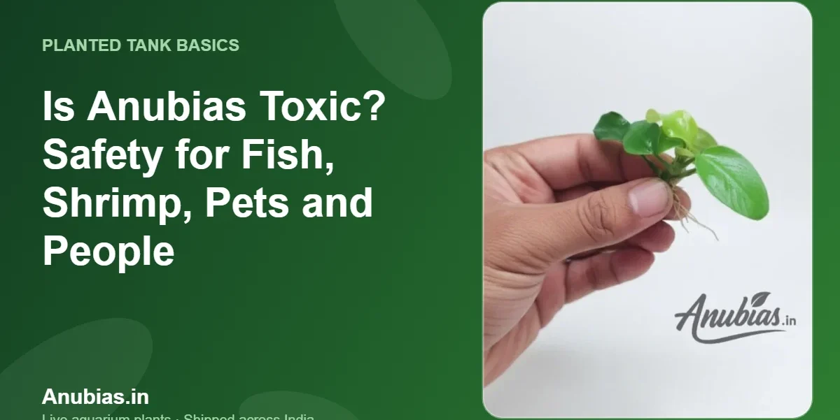 Is Anubias toxic to fish, shrimp, pets and people – Anubias.in