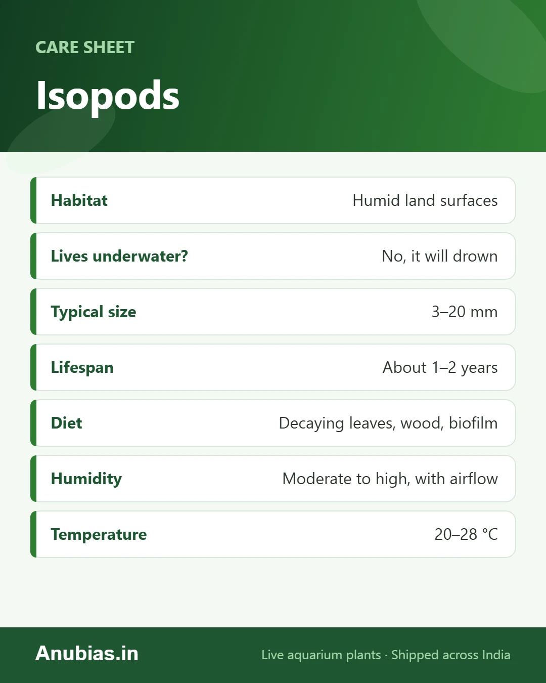 Isopods care sheet: Habitat, Lives underwater?, Typical size, Lifespan and more