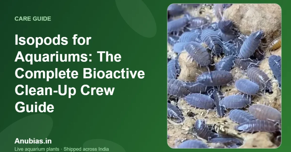 Isopods for Aquariums: The Complete Bioactive Clean-Up Crew Guide – Anubias.in