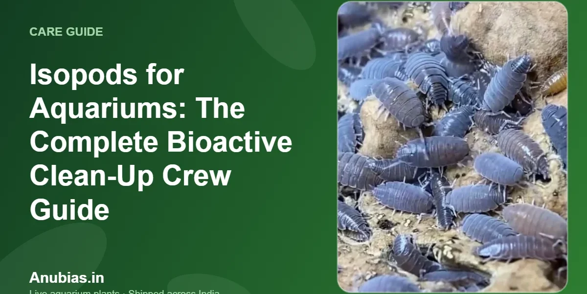 Isopods for Aquariums: The Complete Bioactive Clean-Up Crew Guide – Anubias.in