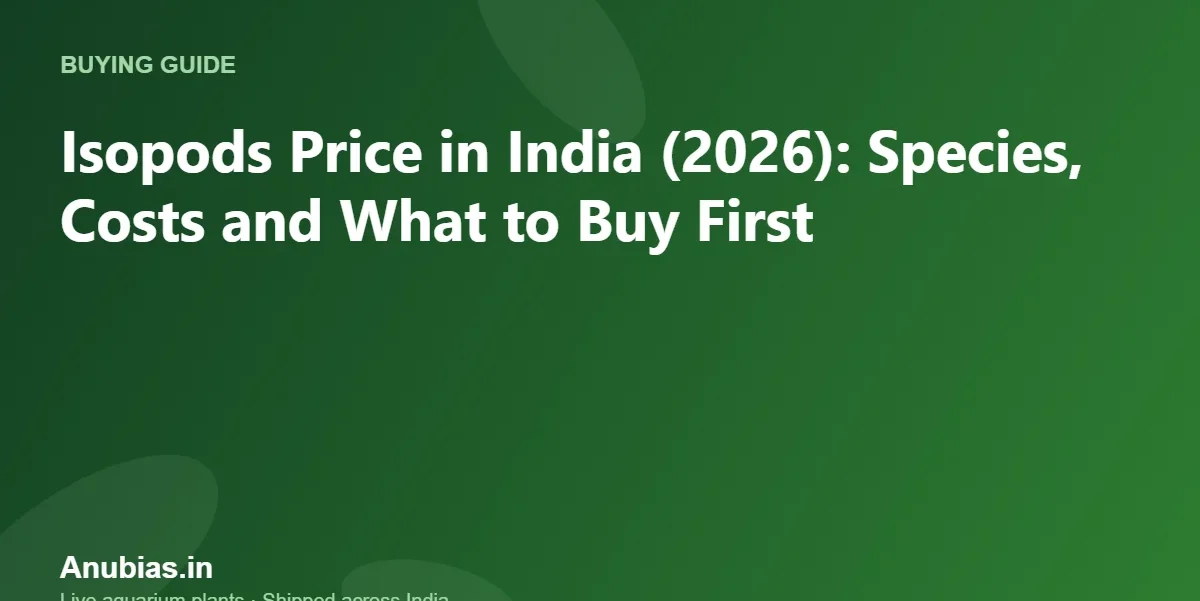 Isopods Price in India (2026): Species, Costs and What to Buy First – Anubias.in