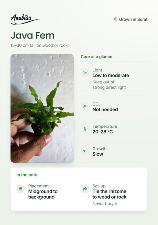 Java Fern (Microsorum pteropus)