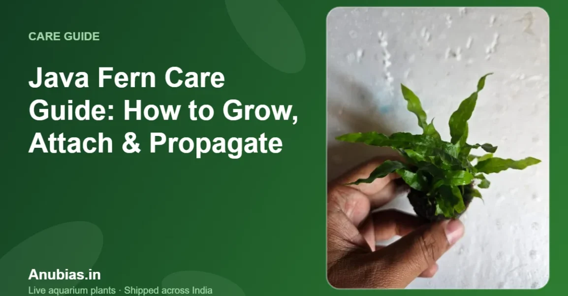Java Fern Care Guide: How to Grow, Attach & Propagate – Anubias.in