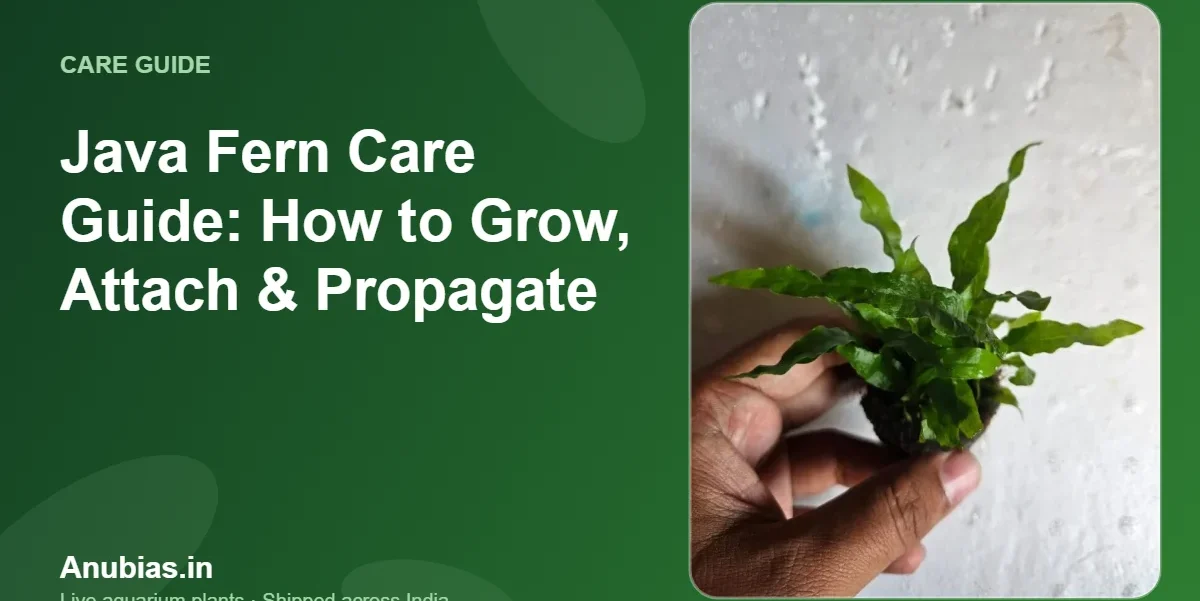 Java Fern Care Guide: How to Grow, Attach & Propagate – Anubias.in