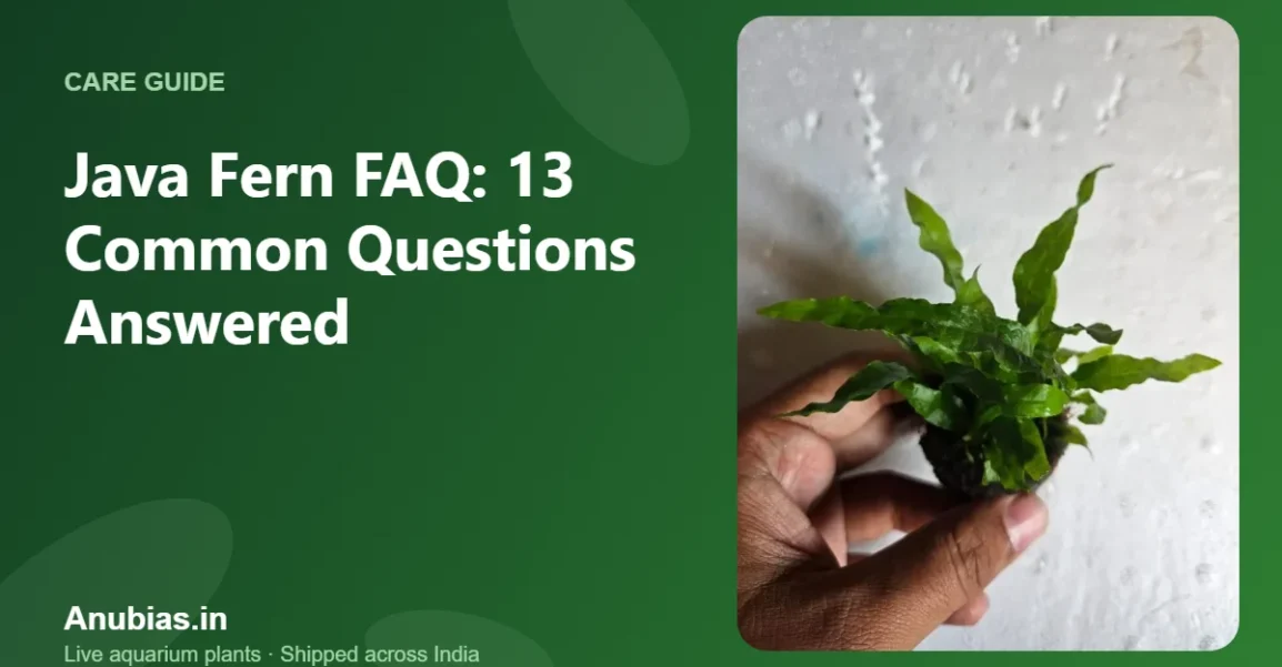 Java fern FAQ – Anubias.in