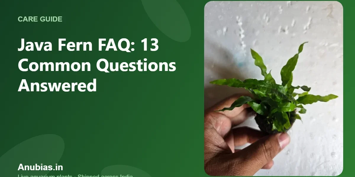 Java fern FAQ – Anubias.in