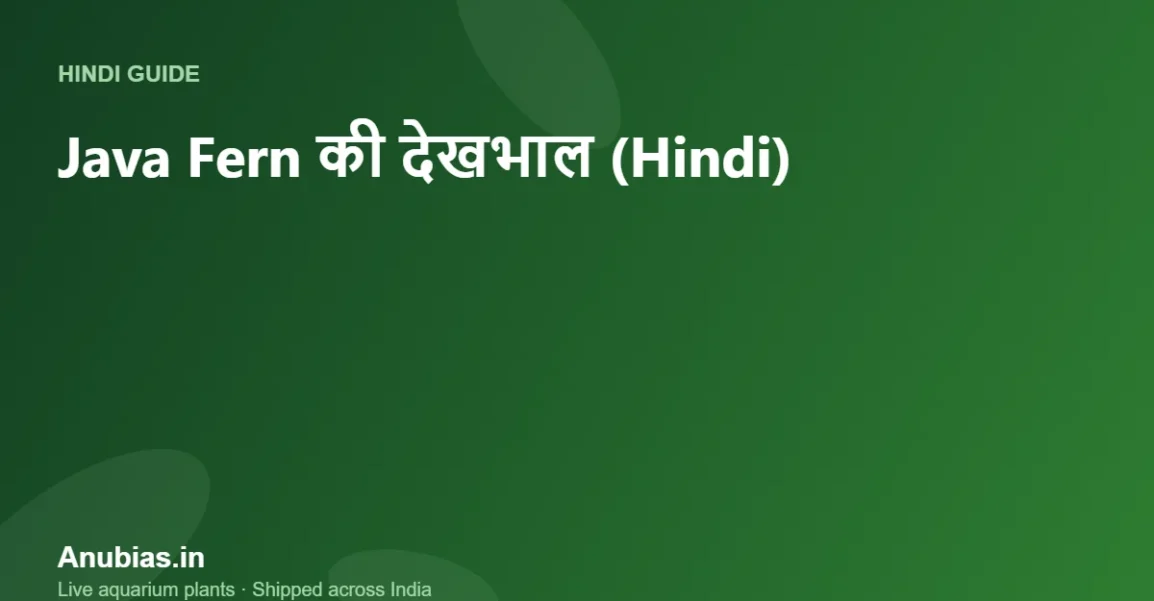 Java Fern की देखभाल कैसे करें? पूरी गाइड (Hindi) – Anubias.in