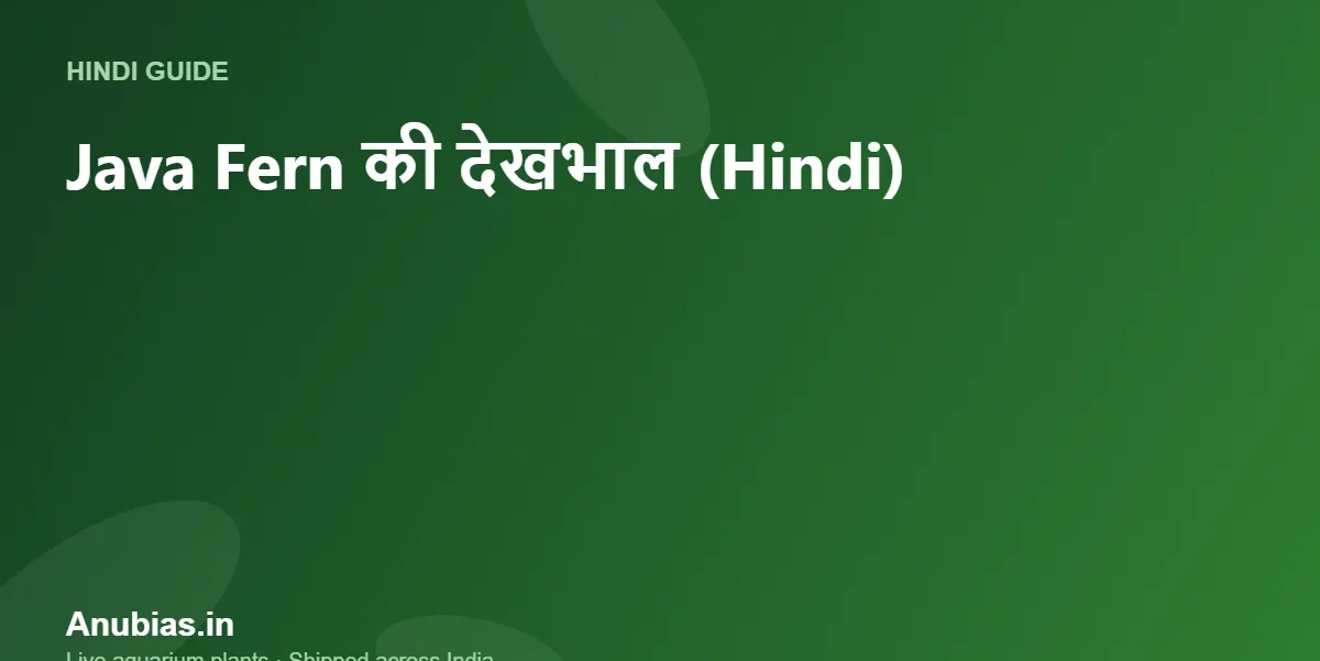 Java Fern की देखभाल कैसे करें? पूरी गाइड (Hindi) – Anubias.in