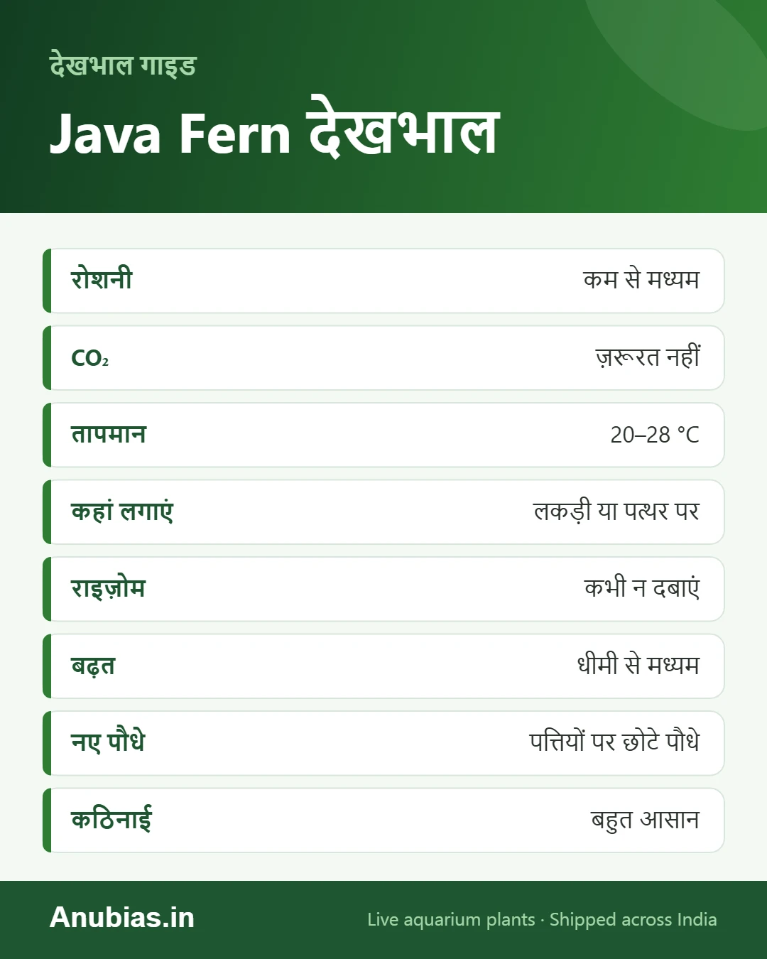 Java fern देखभाल इन्फोग्राफिक