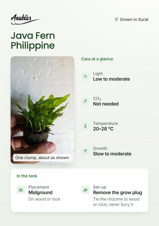 Java Fern Philippine