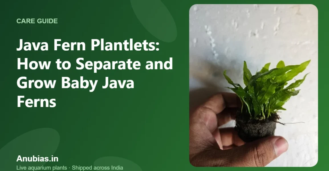 Java Fern Plantlets: How to Separate and Grow Baby Java Ferns – Anubias.in